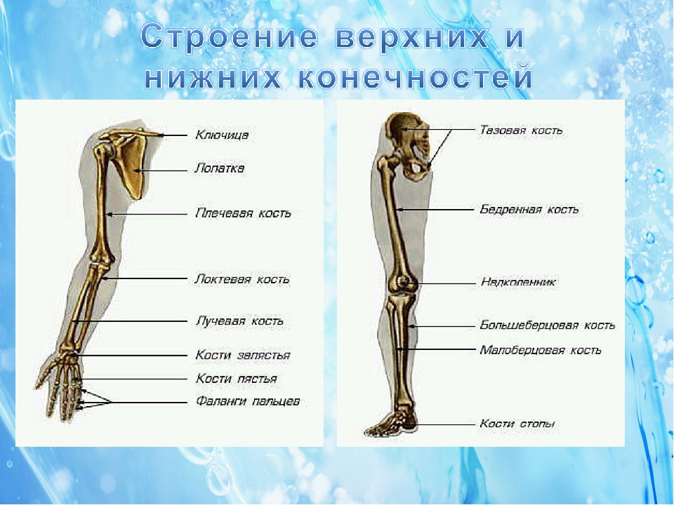 Скелет нижних конечностей человека кости. Схема строения нижней конечности. Анатомия костей нижних конечностей человека. Строение скелета верхней конечности. Строение верхних и нижних конечностей.