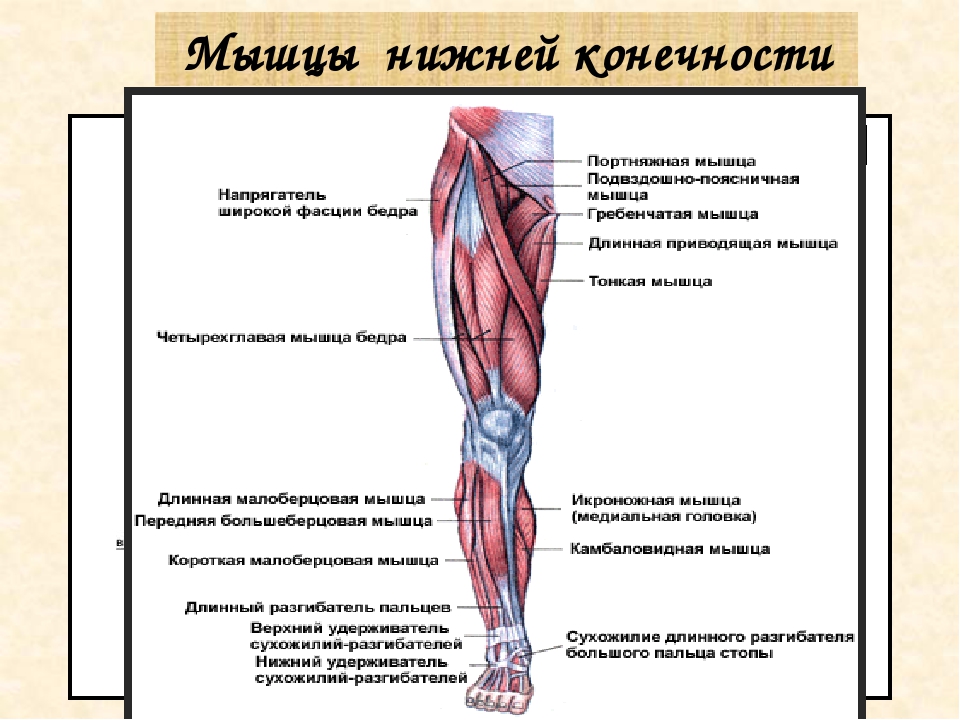 Мышцы передней группы бедра иннервирует