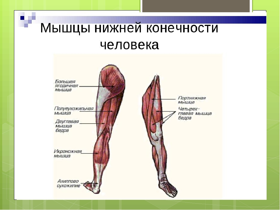 Мышцы нижних конечностей схема