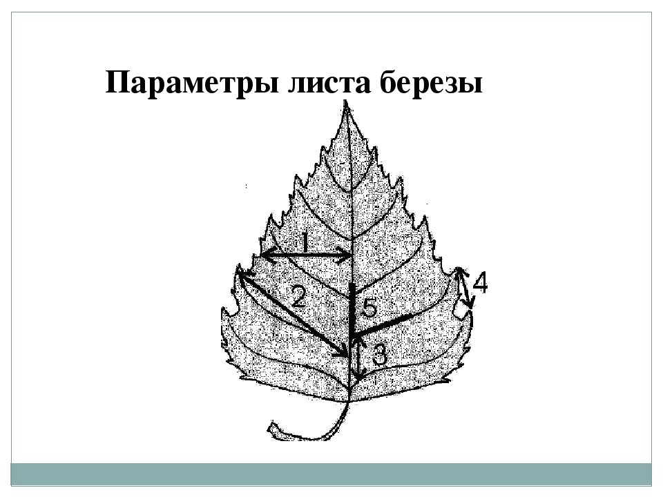 Найди картинку на которой изображен лист березы правильный ответ