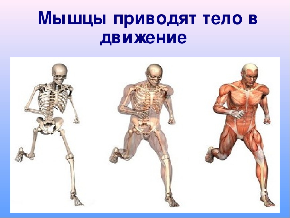Двигательная система человека 4 класс. Мышцы человека. Мышечная система человека для детей. Опорно двигательная система. Мышцы человека для детей.