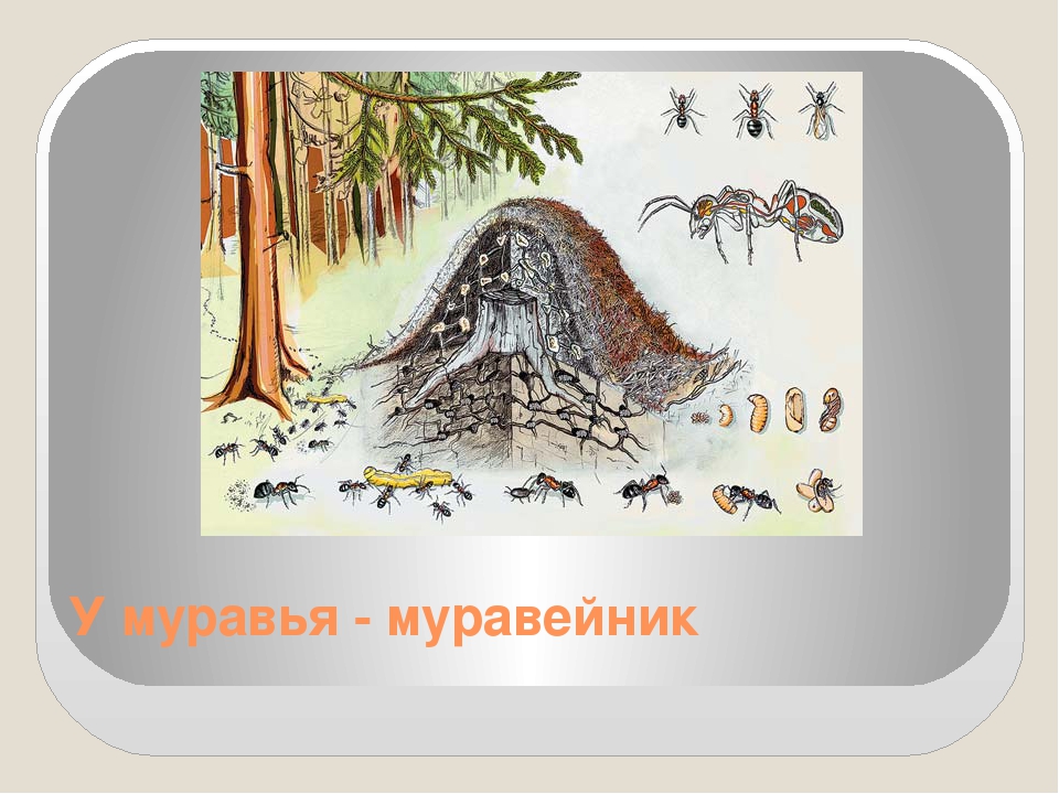 Муравейник рисунок 2 класс