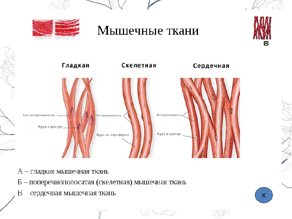 Скелетная мышечная ткань рисунок