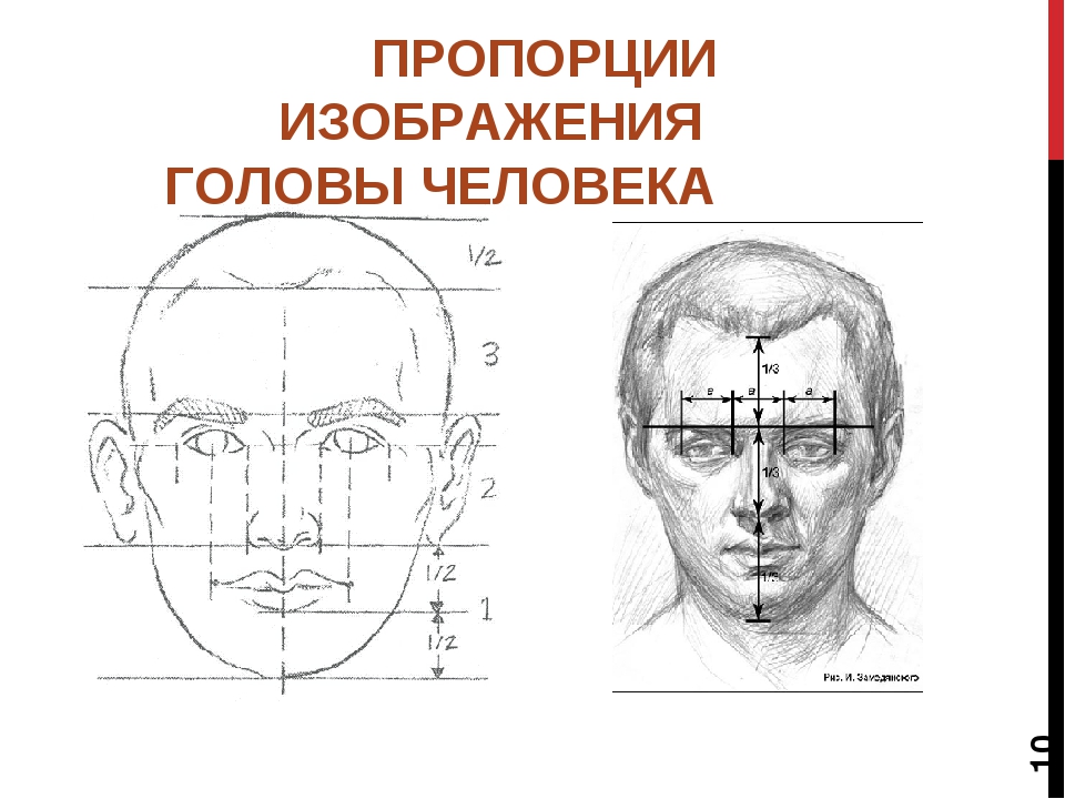 Какова голова. Пропорции головы человека. Портрет человека 6 класс изо.