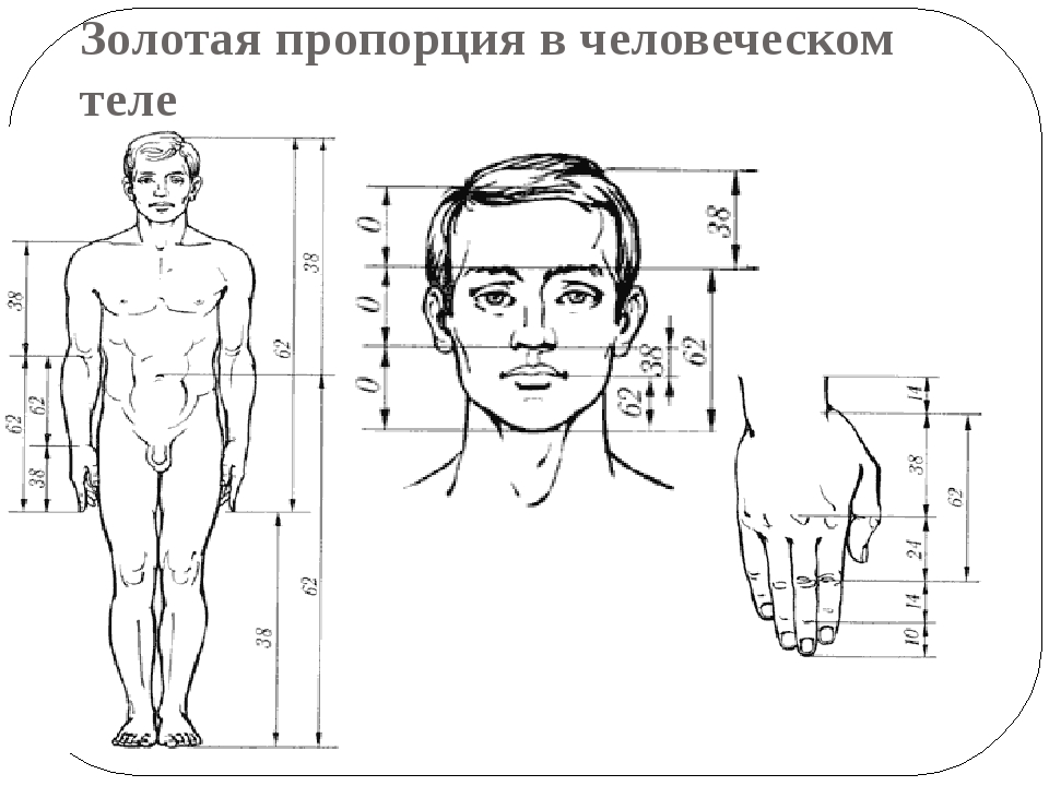 Как мерить карандашом пропорции в рисунке