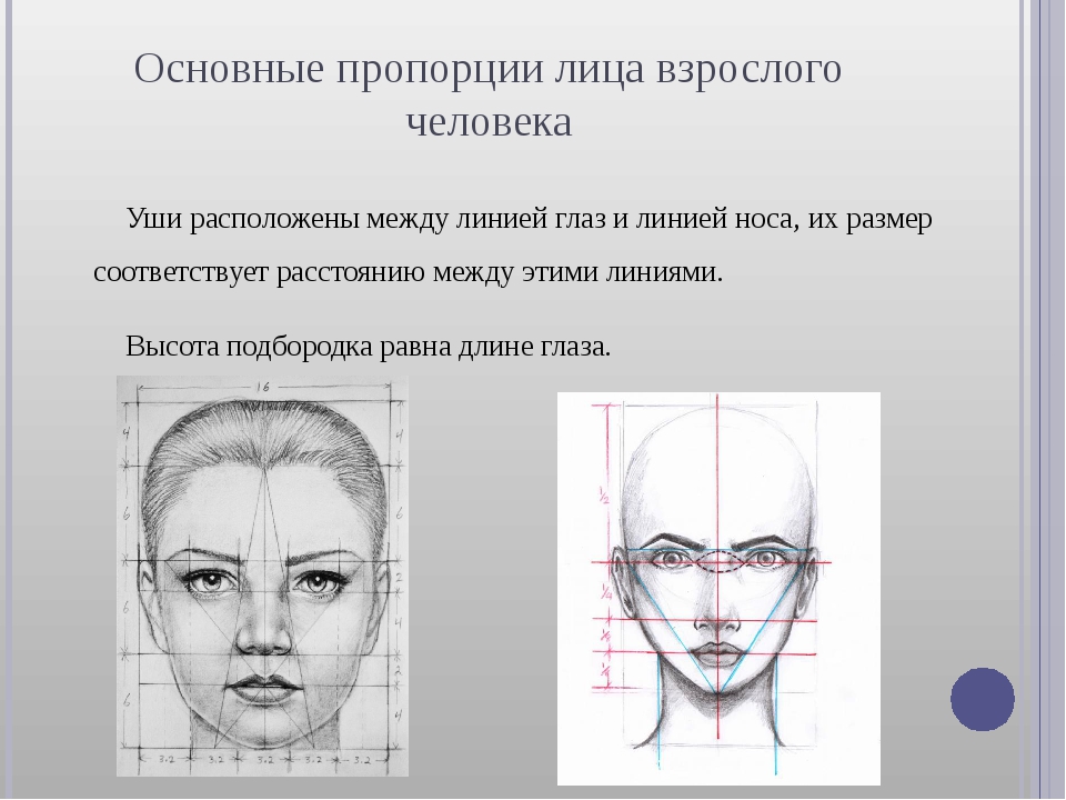 Длина лба. Пропорции лица человека схема. Схема пропорций головы человека. Пропорции лица человека рисунок. Пропорции лица по глазам.