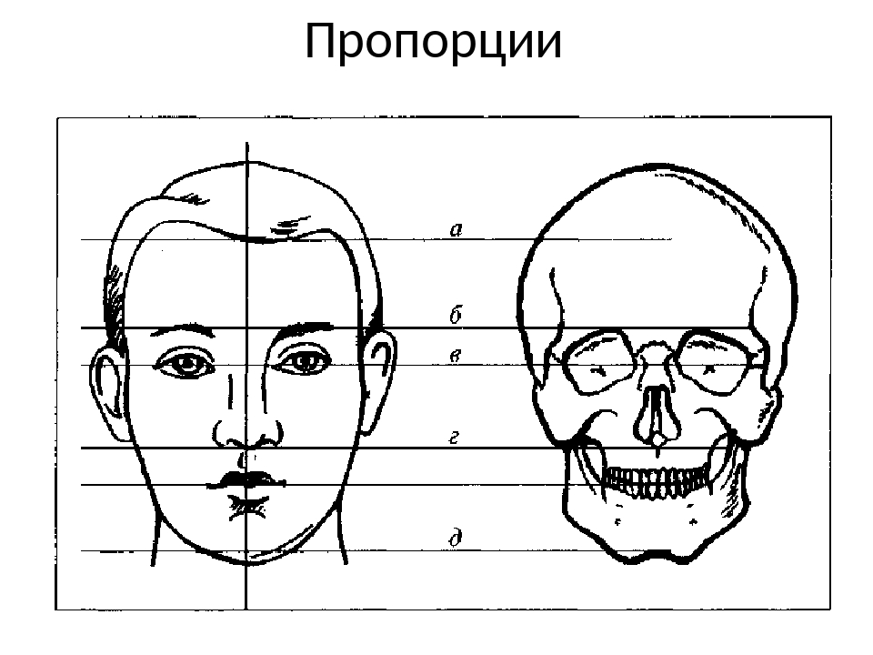 Основные пропорции головы человека