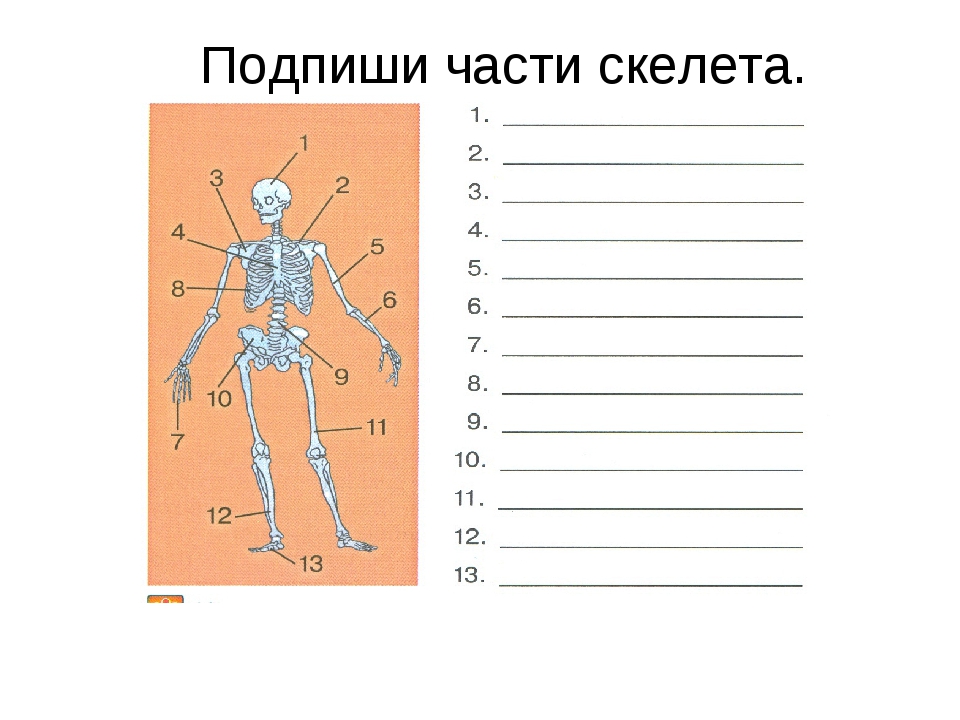 Впр 8 класс анатомия человека. Части тела человека ВПР 4 класс. Подпиши названия частей скелета человека 3 класс окружающий мир. Подписать части скелета. Подпиши части тела.