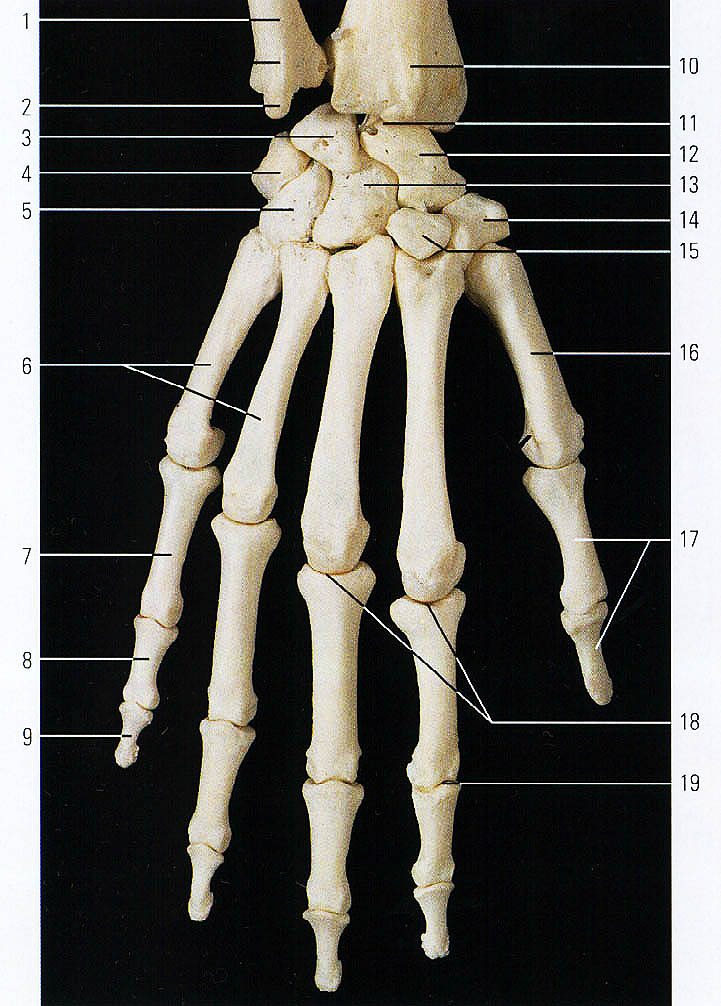 Кости в запястье руки. Кости кисти лучезапястный сустав. Кости кисти анатомия. Пястные кости кисти анатомия. Пястье анатомия.