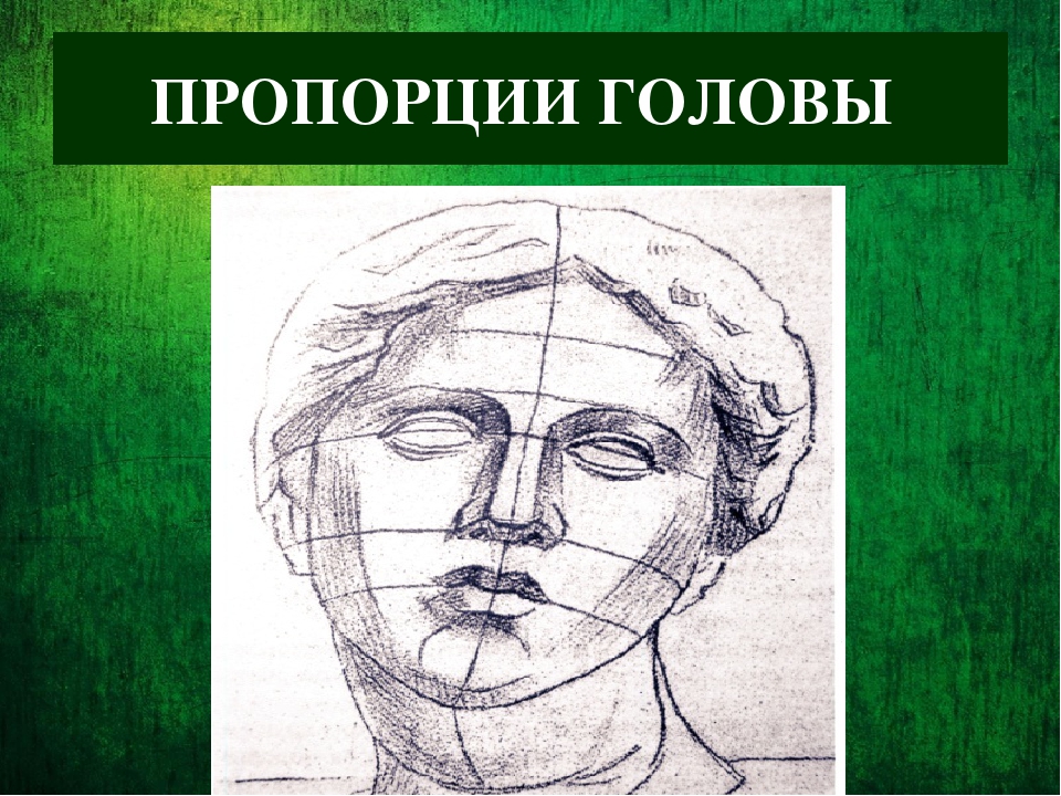 Основные пропорции головы человека. Конструкция головы. Пропорция головы человека 6 класс. Пропорции головы человека изо 6 класс. Урок изо 6 класс пропорции головы человека.