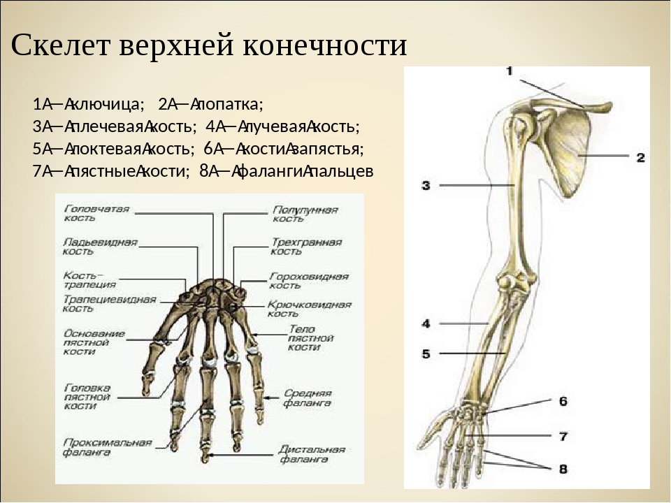 Рисунок верхняя конечность