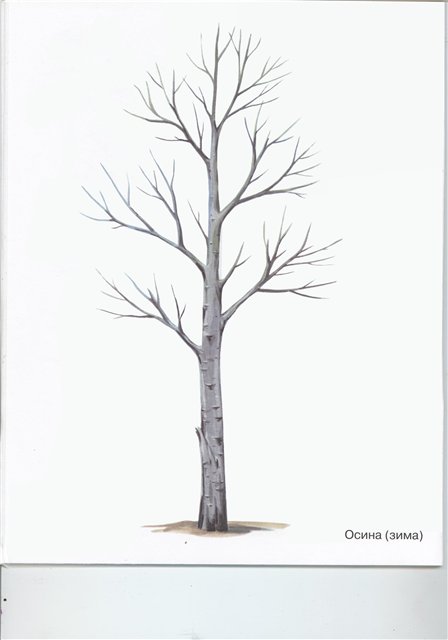 Тополь дерево рисунок карандашом