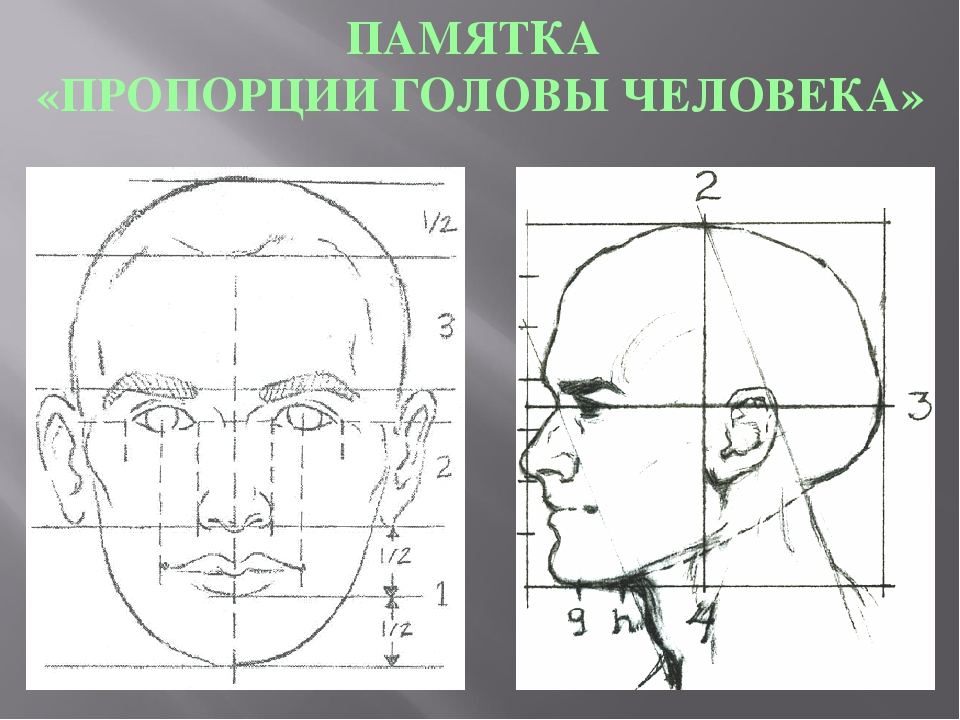 Пропорции лица человека схема