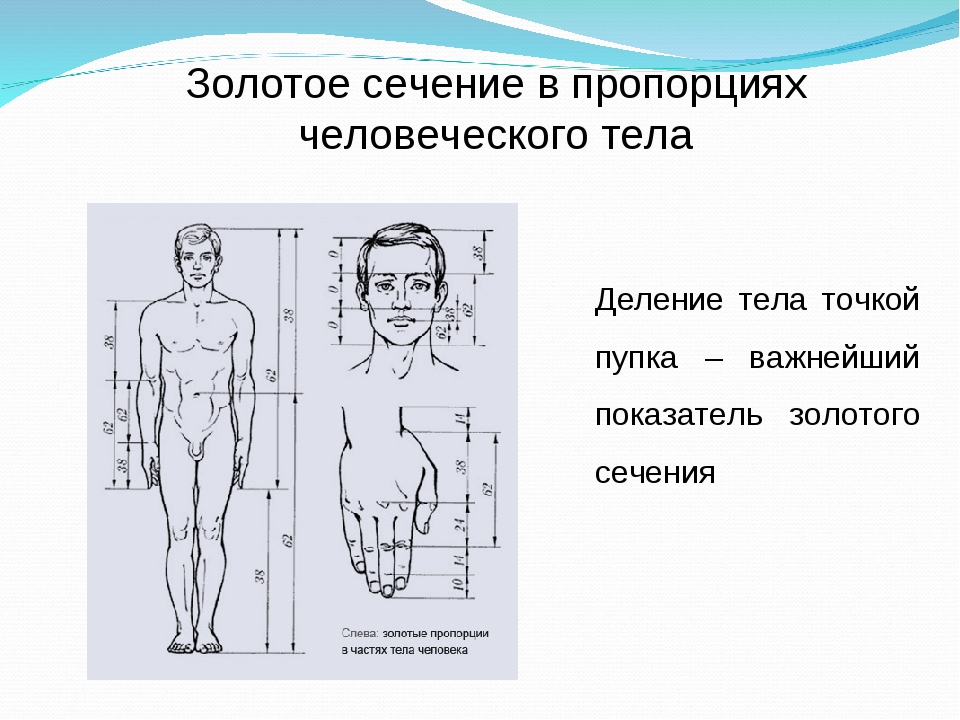 Пропорции б. Золотое сечение пропорция тела. Золотое сечение пропорции человеческого тела. Интересные пропорции человеческого тела. Золотое сечение в строении тела человека.