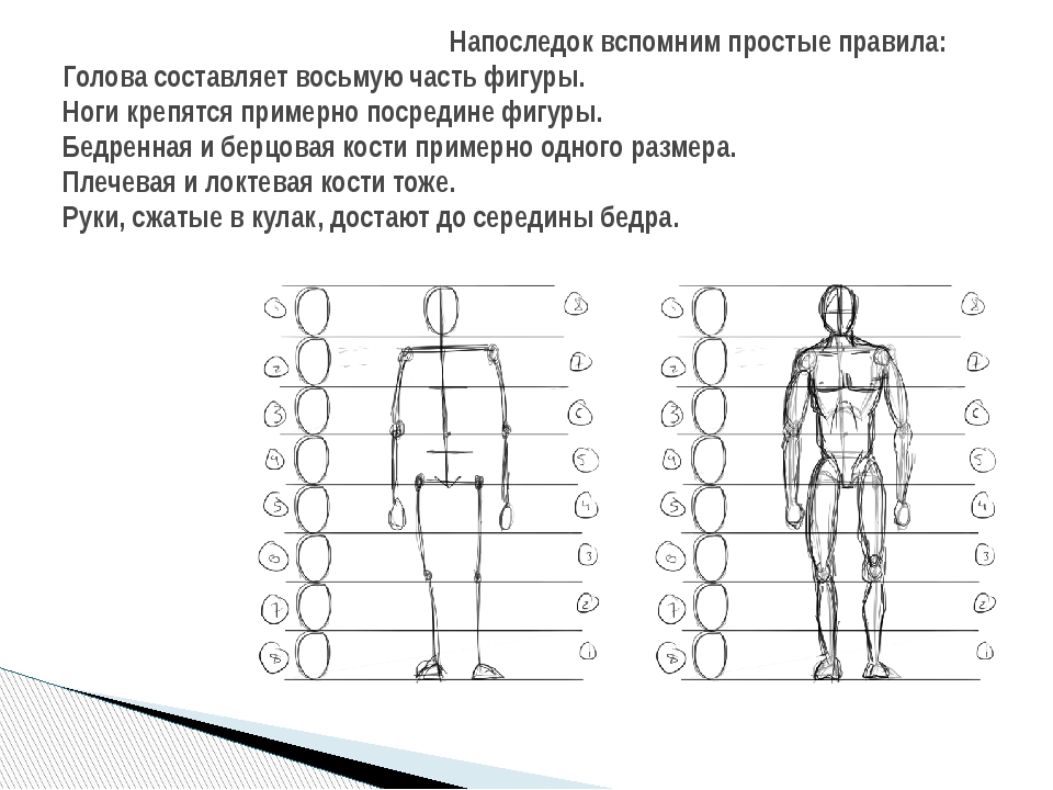 Пропорция в рисунке это