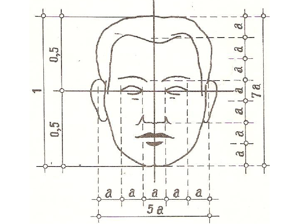 Чертеж головы человека