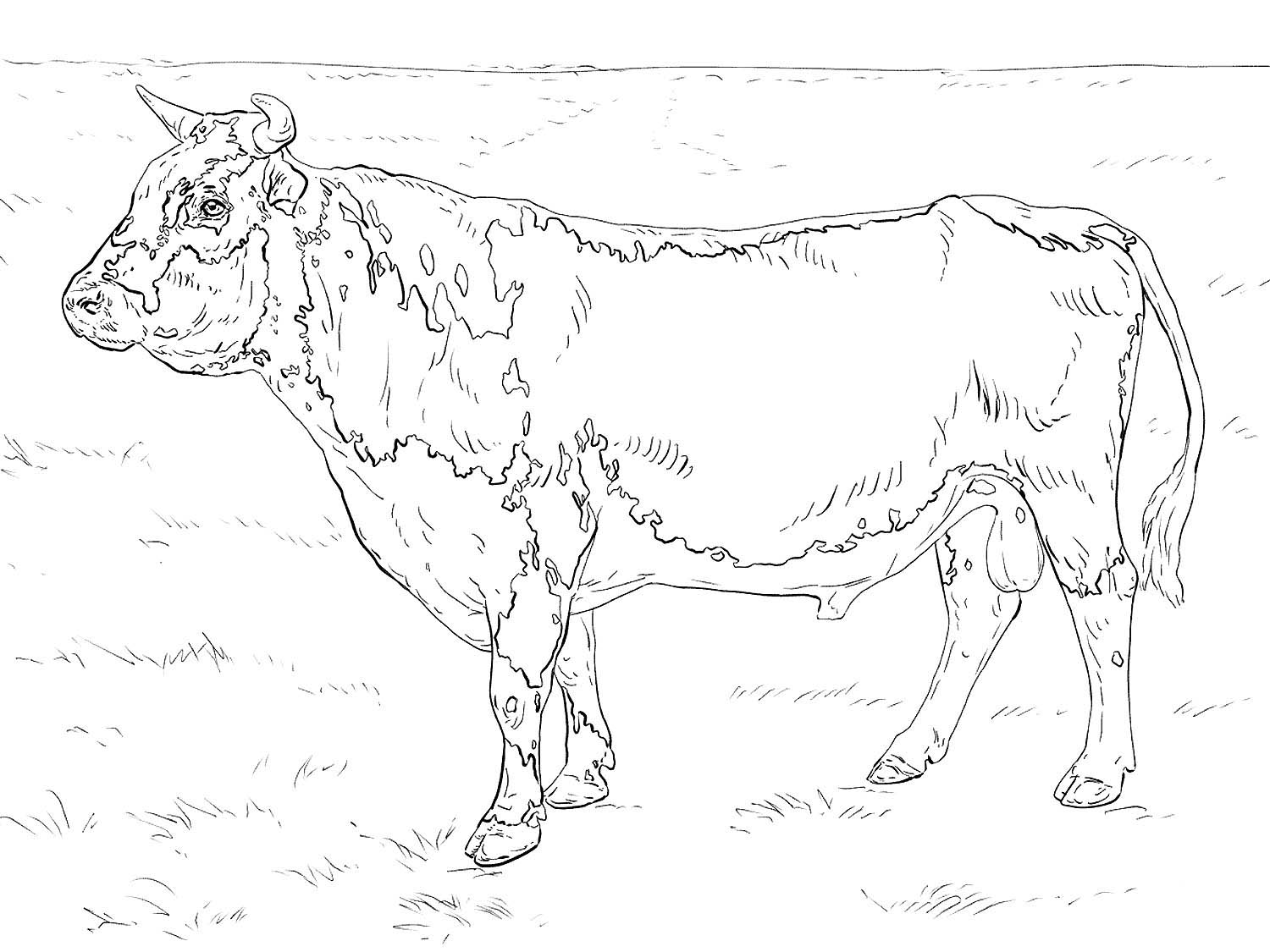 Раскраски быков. Раскраска корова. Бык раскраска. Корова рисунок карандашом. Бык раскраска для детей.