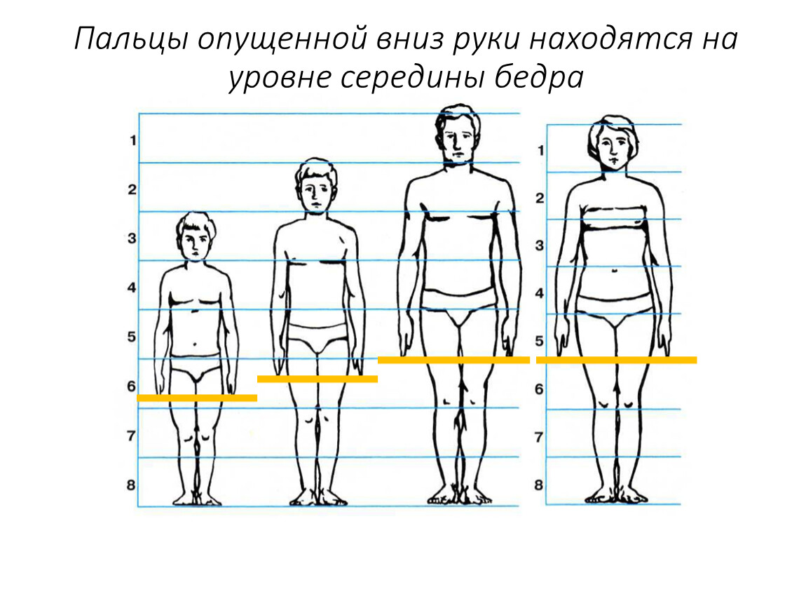 Середина фигуры. Строение фигуры человека. Пропорции человека в разном возрасте. Пропорции и строение фигуры человека. Середина бедра.