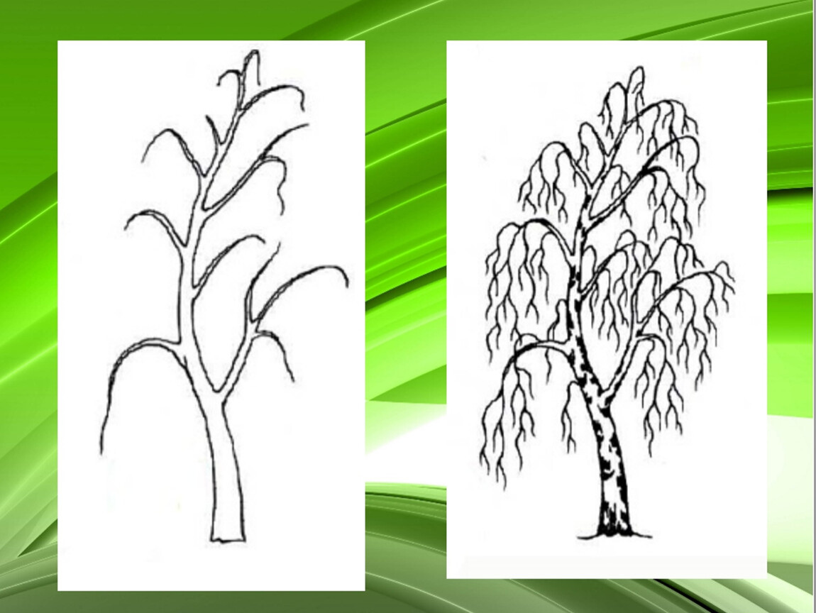 Характер линий рисуем весенние ветки дуба. Береза рисунок. Дерево для рисования. Рисование березы. Поэтапное рисование березы.