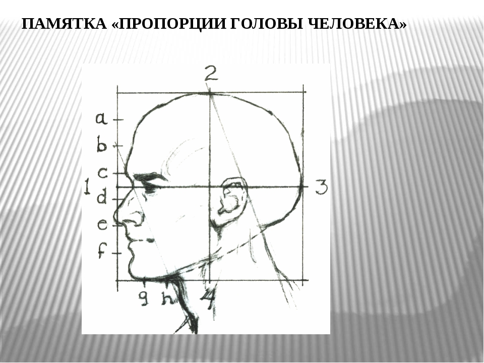 Длина лба. Пропорции головы человека. Памятка пропорции головы человека. Высота и ширина головы человека. Схема головы человека.