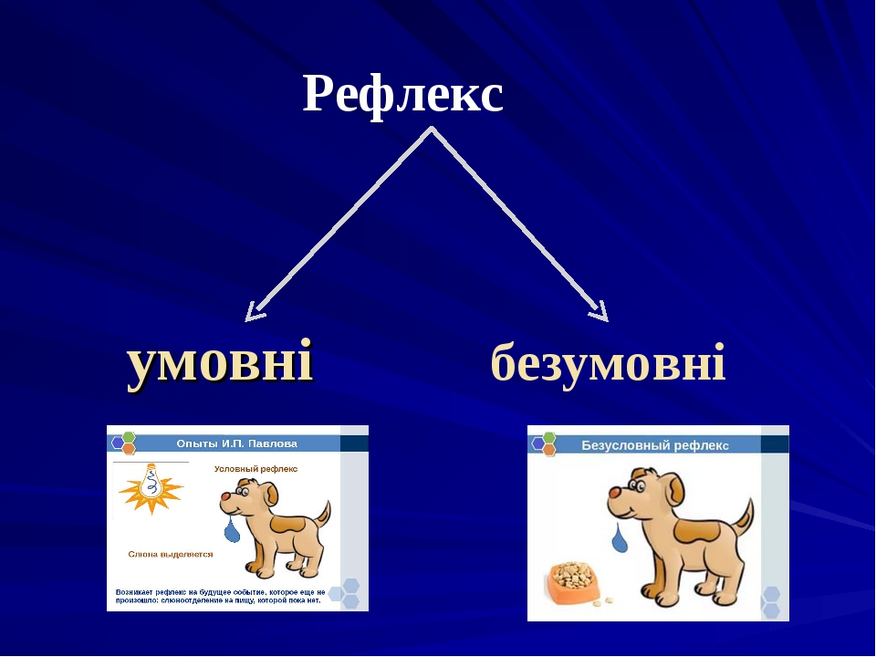 Безусловные рефлексы и условные картинки