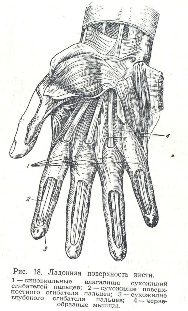 Схема сухожилий кисти руки человека