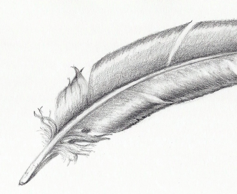 Как нарисовать перья у птицы