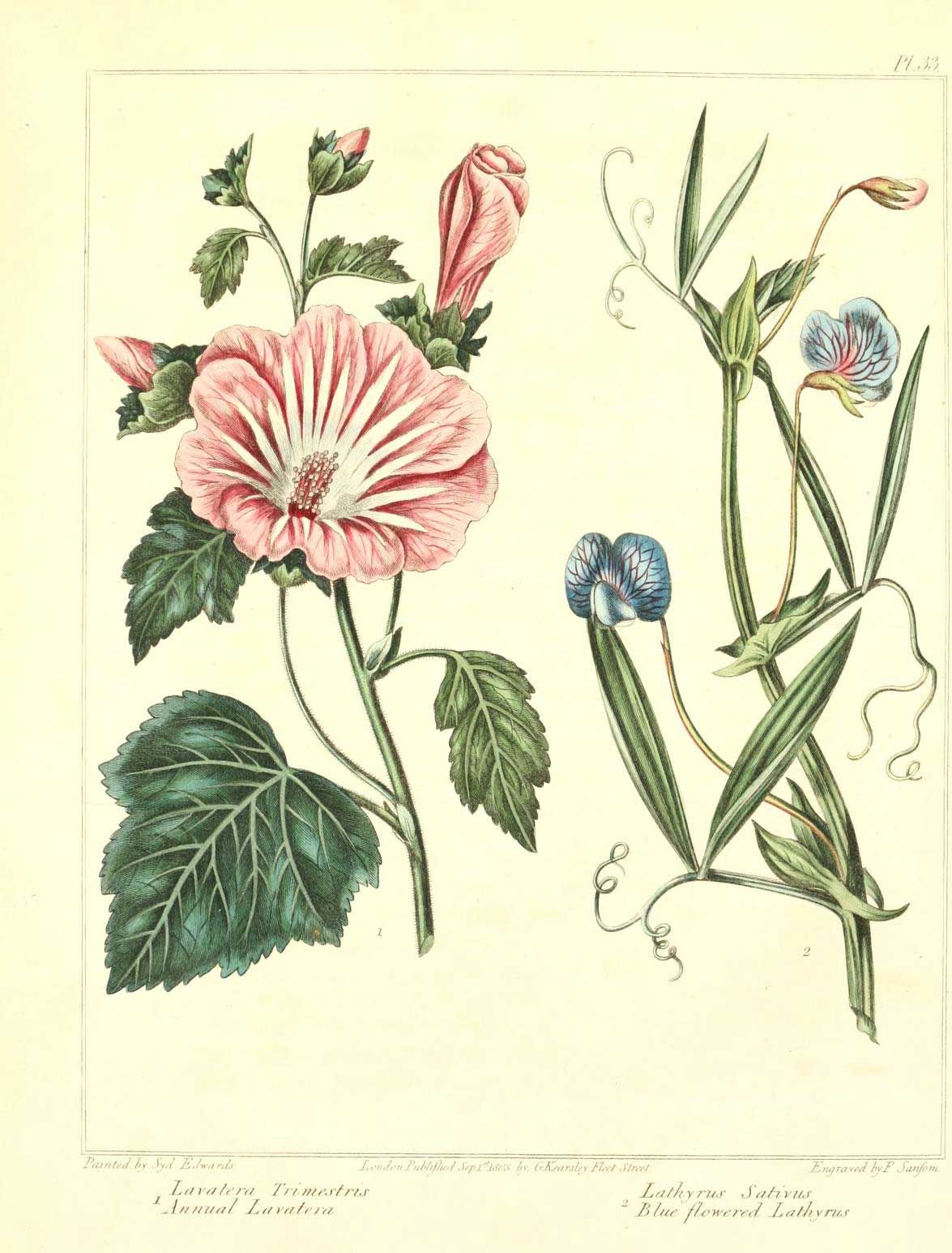 Ботанические иллюстрации Шпиленко