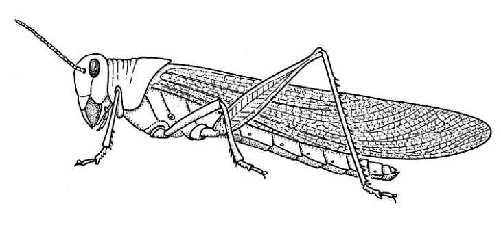 Крылья прямокрылых. Итальянский Прус Саранча. Имаго прямокрылых. Общий вид насекомого итальянская Саранча. Прямокрылые азиатская Перелетная Саранча.
