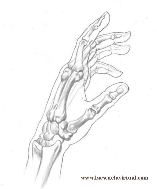 Выберите три верно обозначенные подписи к рисунку на котором изображено строение скелета руки