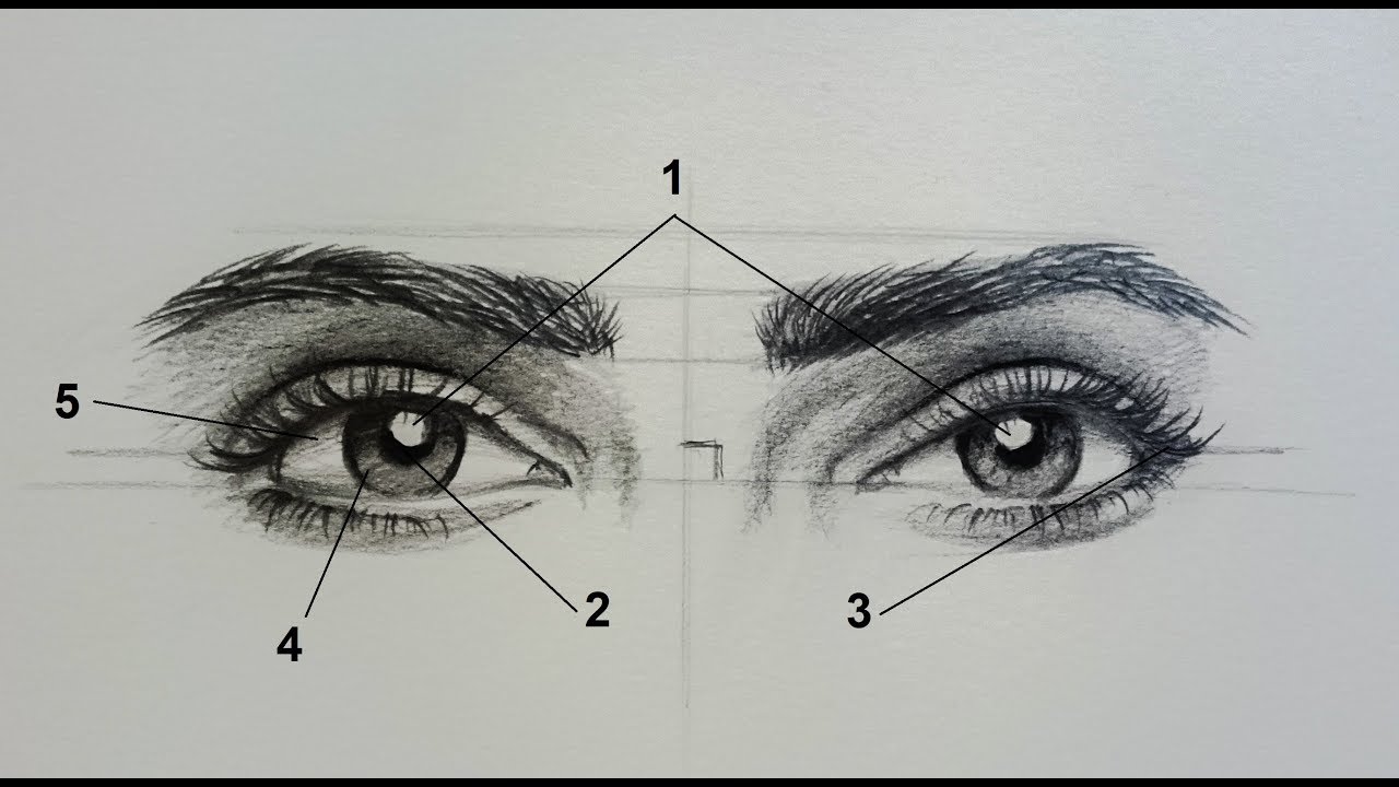 Линия глаз. Рисунок глаза линиями. Глаз иллюстрация линии. Веко глаза рисунок.