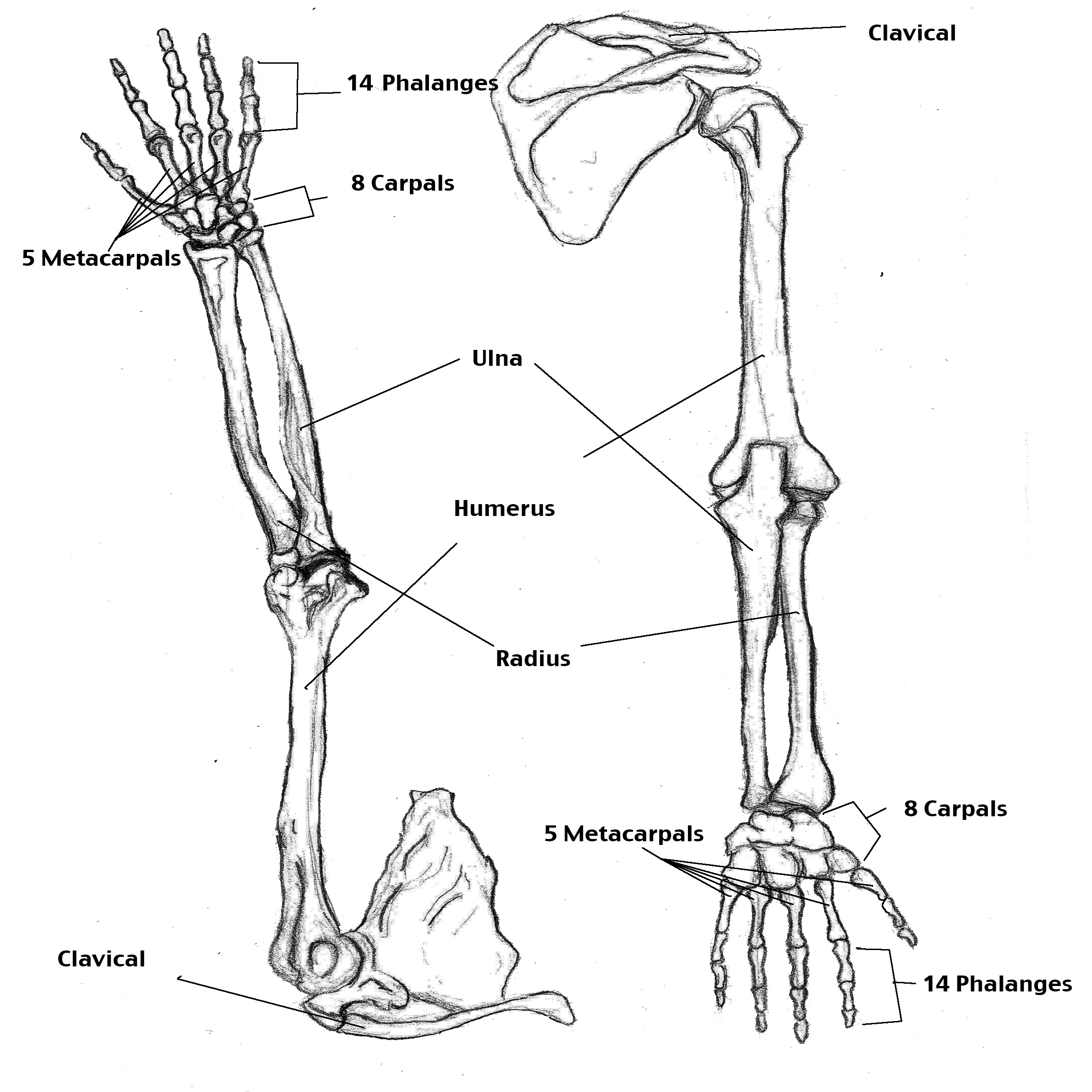Части верхней конечности человека. Анатомия человека скелет кости руки. Скелет верхних конечностей кости кисти. Скелет руки схема. Строение скелета руки человека.