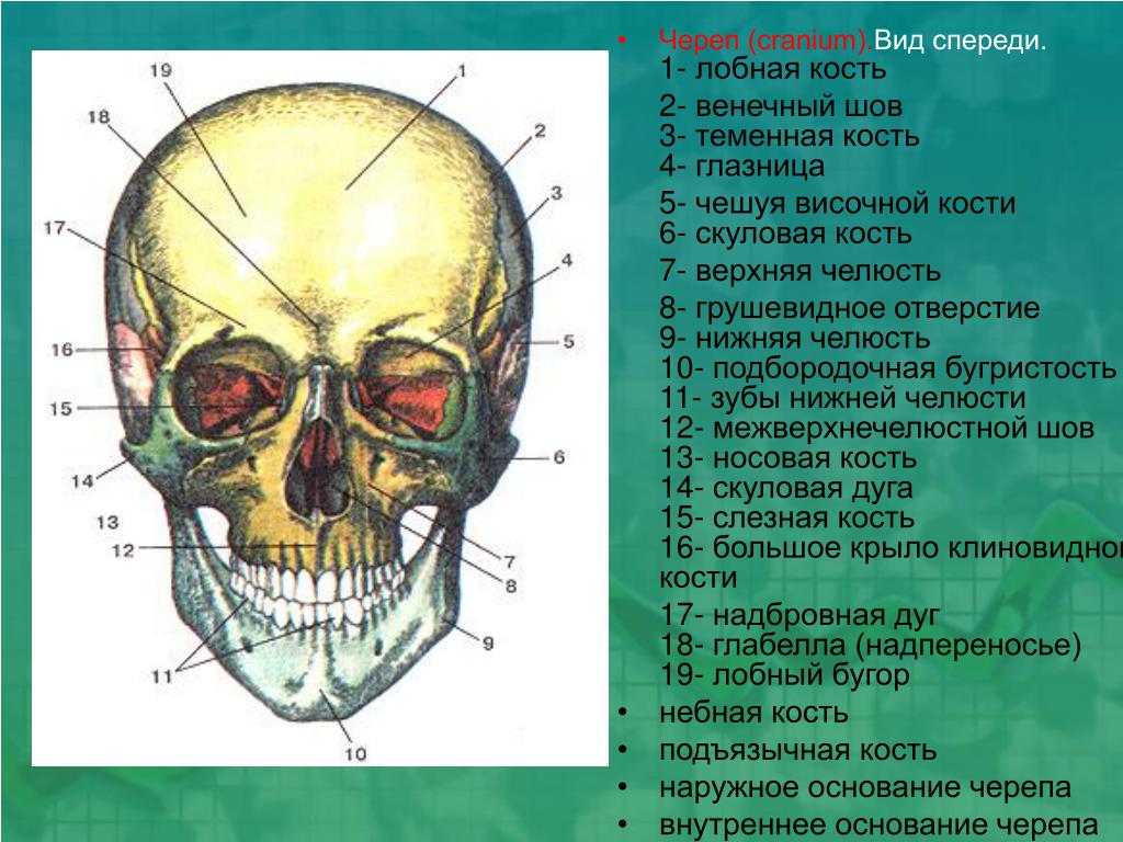 В правом черепе. Строение кости черепа человека. Кости лицевого отдела черепа сбоку. Строение костей черепа анатомия.