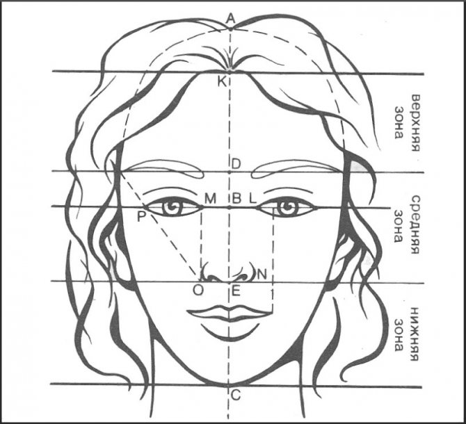 Линии лица рисунок построение