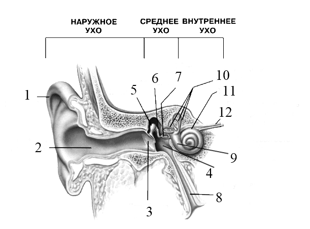 Рисунок ухо по биологии 8 класс