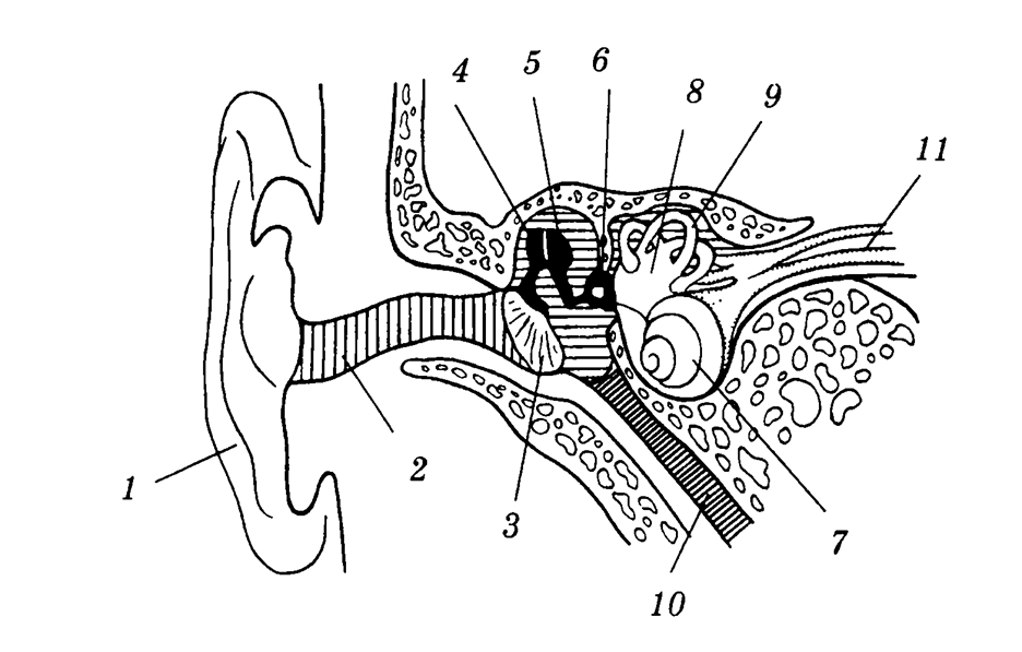 Строение уха человека рисунок без подписей