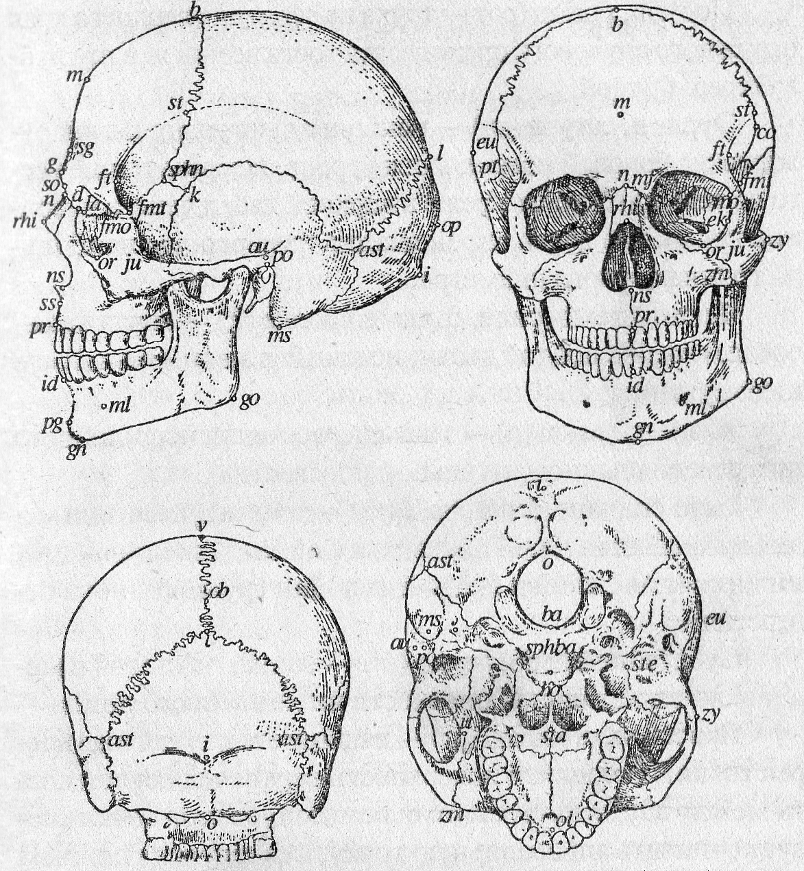 В правом черепе. Точки черепа человека краниометрия. ИНИОН точка на черепе. Краниометрические точки на черепе. Точки Эурион.