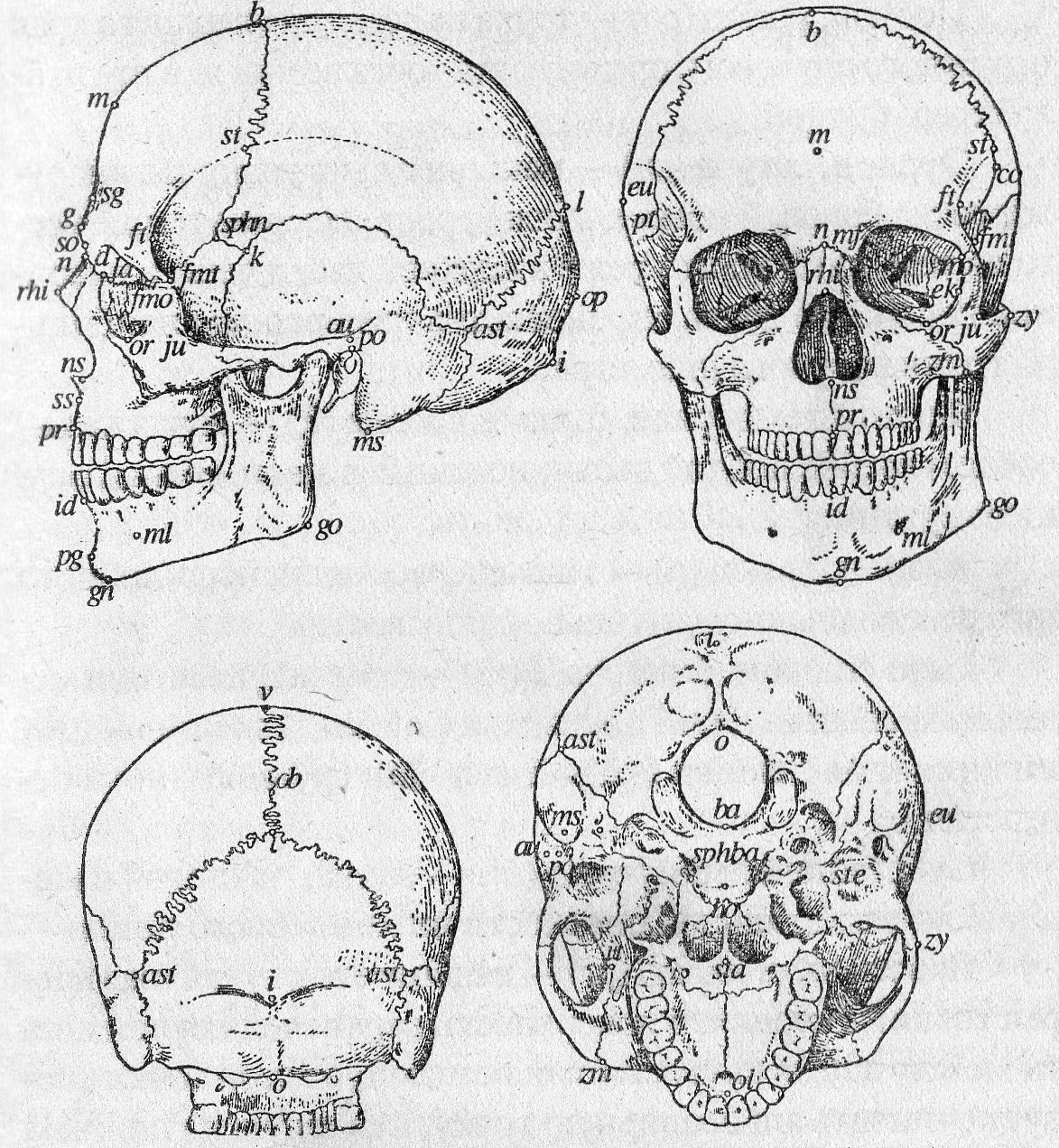Проекция черепа. Точки черепа человека краниометрия. Краниометрические точки на черепе человека. Краниометрические точки черепа черепа. Антропометрические точки черепа человека.