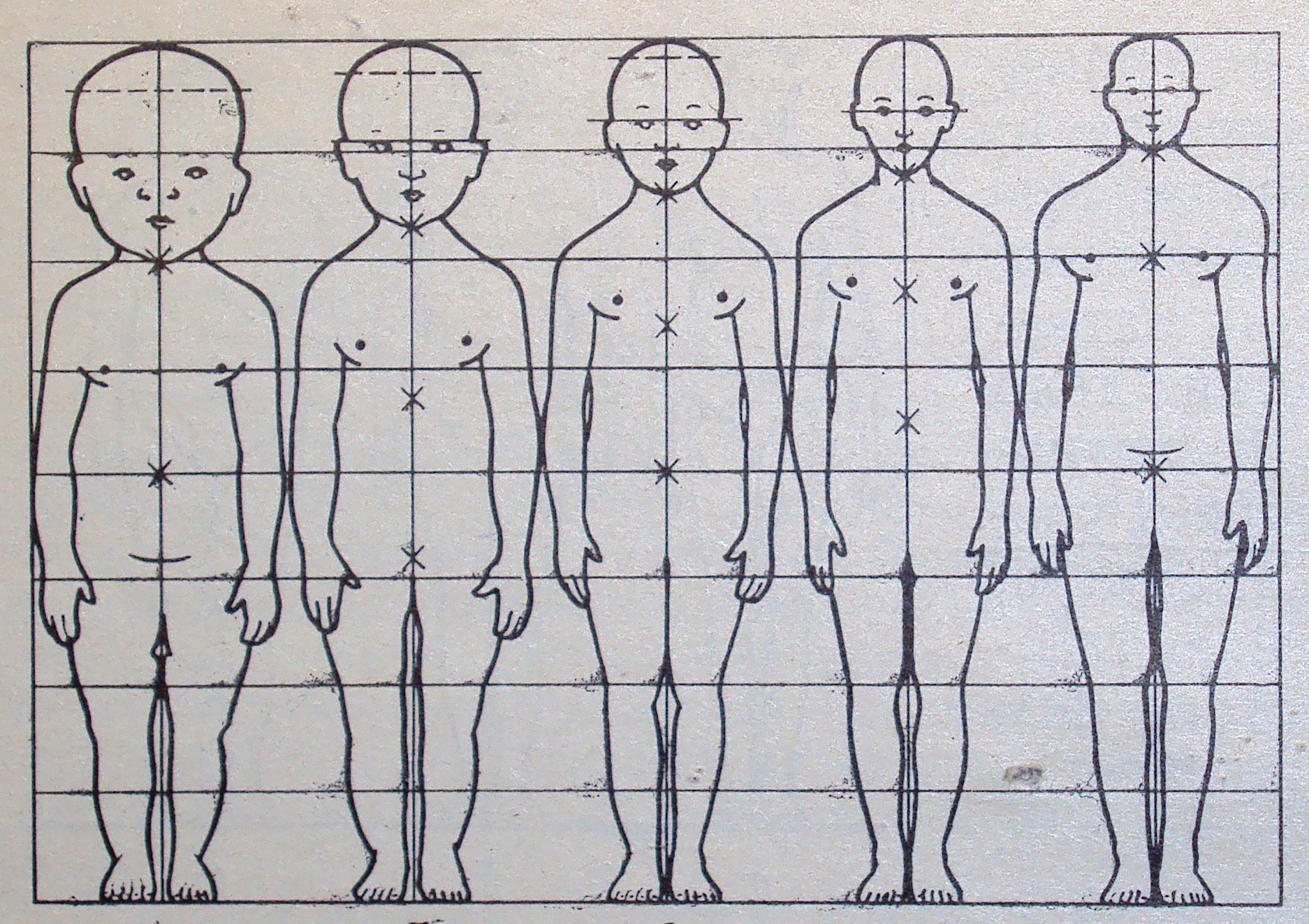 Человек 1 лет. Пропорции тела новорожденного ребенка. Пропорции взрослого и ребенка. Пропорции человеческого тела. Пропорции человека для детей.
