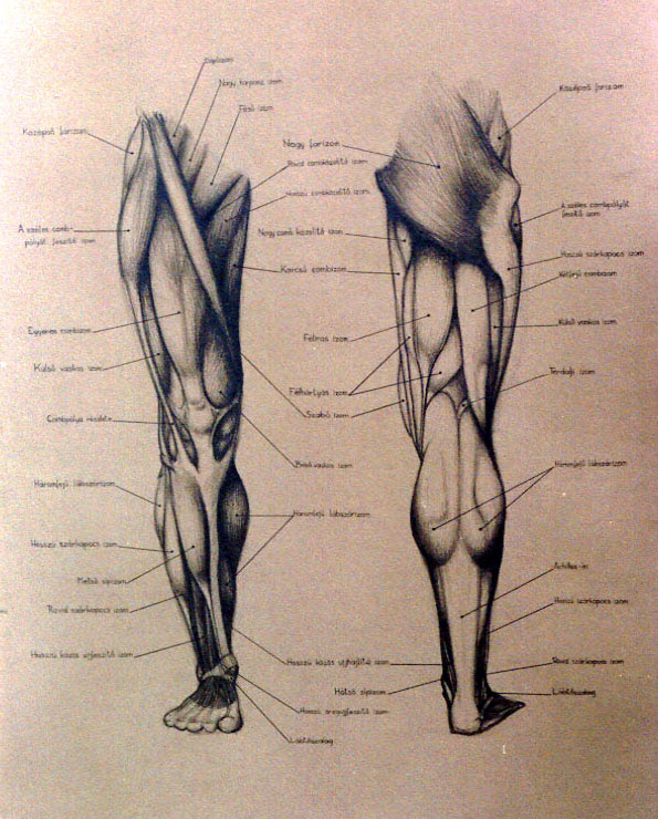 Части тела ноги названия. Мышцы ног человека анатомия. Пластическая анатомия мышц нижних конечностей. Мышцы нижних конечностей рисунок. Мышцы ног человека рисунок.