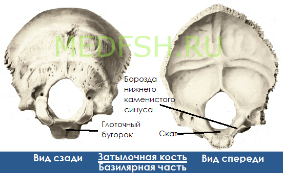 Затылочная кость, вид сзади  и спереди, базилярная часть
