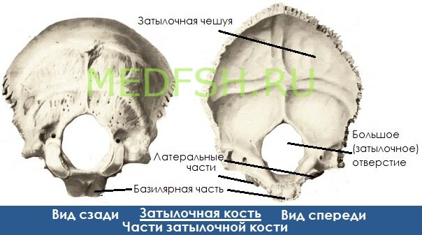 Затылочная кость, вид сзади и спереди, части затылочной кости
