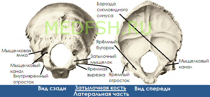 Затылочная кость, вид сзади  и спереди, латеральная часть