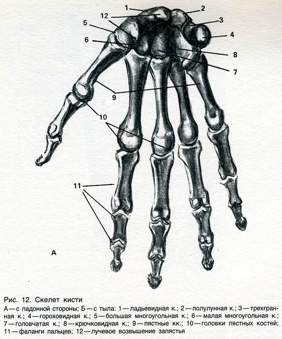 Строение руки человека с названиями в картинках кости