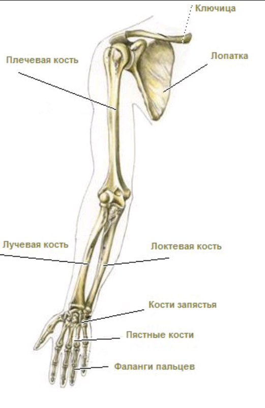 Анатомия кости верхней конечности