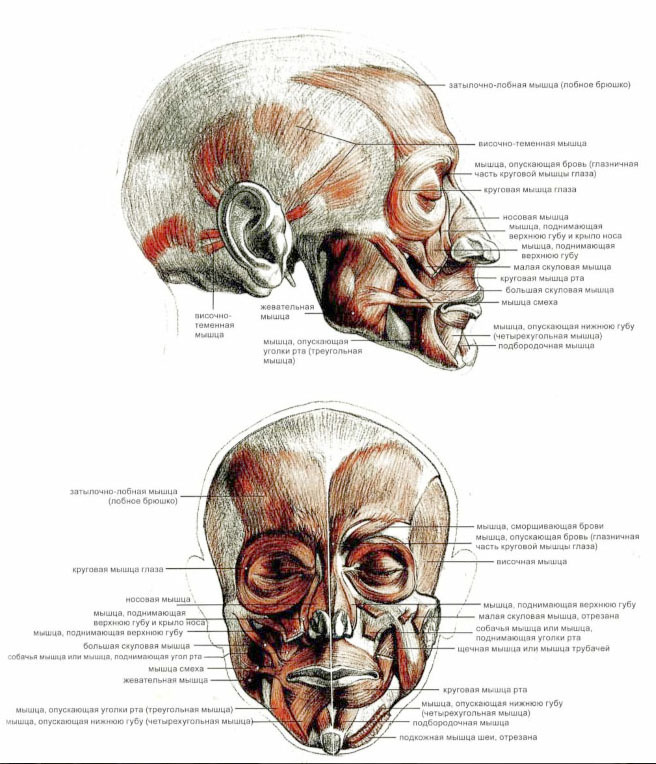 Части головы человека названия картинки и фото