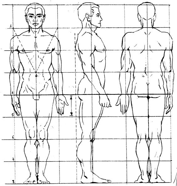 Учимся рисовать человеческие пропорции
