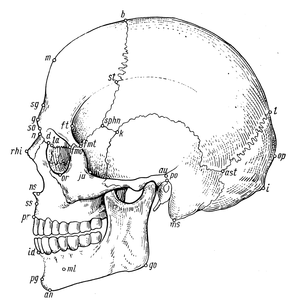 Боковая проекция. Точка назион на черепе лицевая норма. Точки краниометрии на черепе. Краниометрические точки на черепе человека. Краниометрические точки черепа черепа.