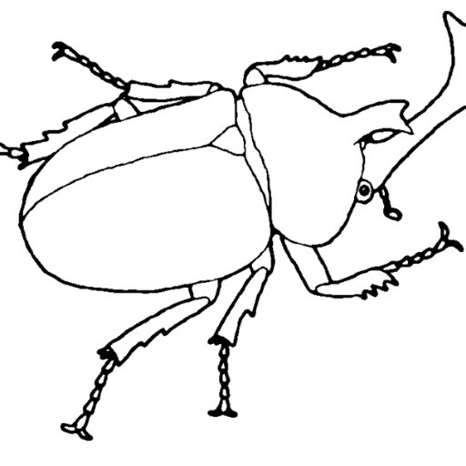 Жук носорог рисовать