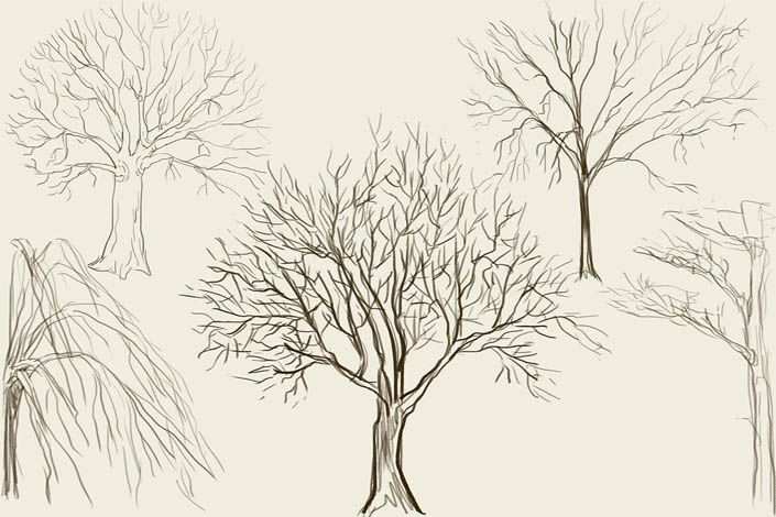 Как рисовать деревья карандашом поэтапно - хвойные и лиственные 2